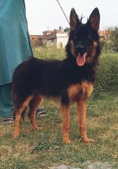 German shepherd double  coat dog