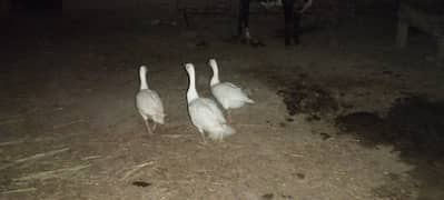 white 2 ducks for urgent sale