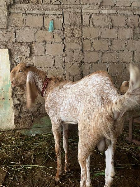 makachena male female and bacha 1