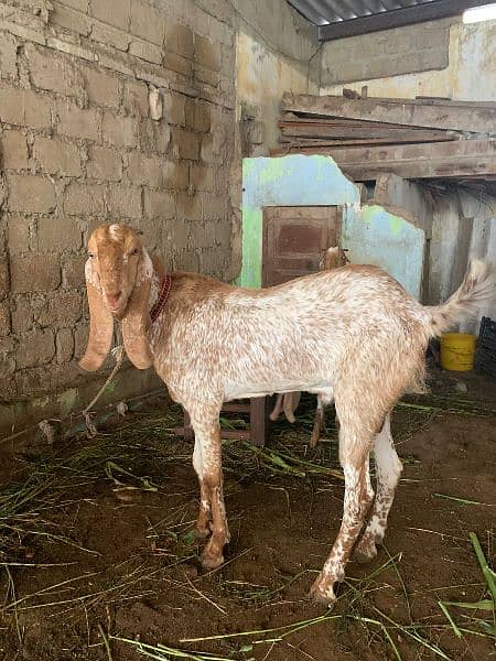 makachena male female and bacha 2