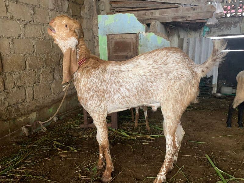 makachena male female and bacha 3