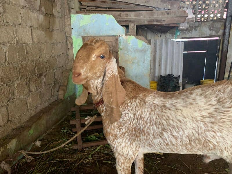 makachena male female and bacha 4