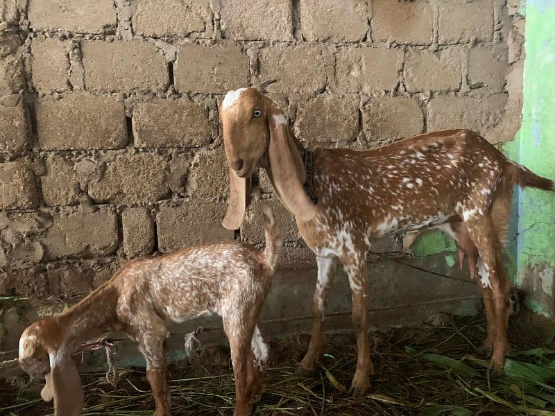 makachena male female and bacha 6