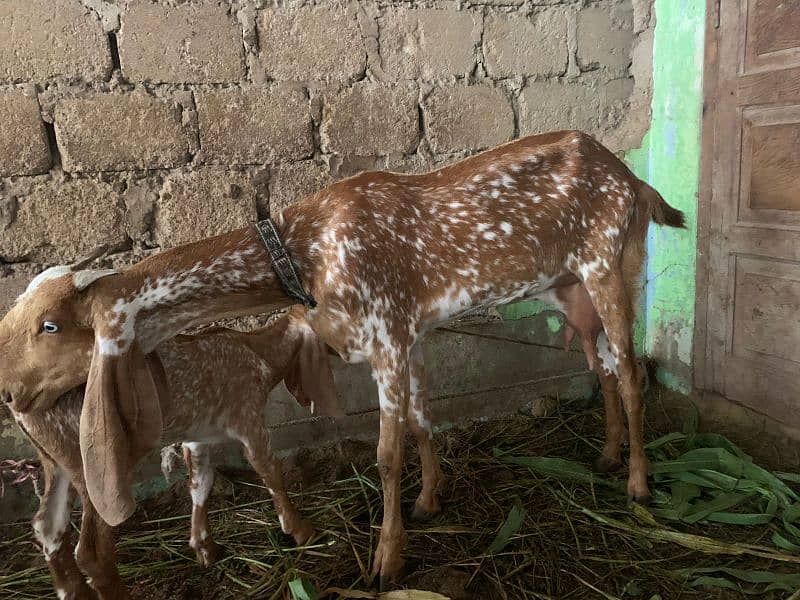 makachena male female and bacha 9