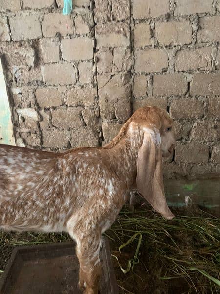 makachena male female and bacha 11