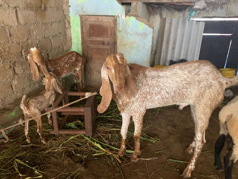 makachena male female and bacha 12