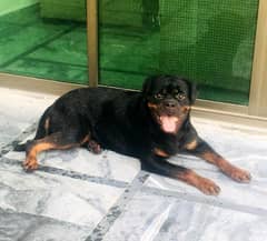 Rottweiler