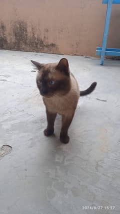 Siamese cat(Alvin)is looking for a new family