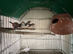 Finches for sale