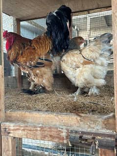 O SHAMO / BRAHMA / COCHINS BUFF / BANTAM PHENIX / Hens/Heera