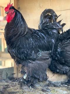 O SHAMO / BRAHMA / COCHINS BUFF / BANTAM PHENIX / Hens/Heera