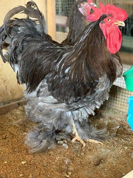 O SHAMO / BRAHMA / COCHINS BUFF / BANTAM PHENIX / Hens/Heera 8