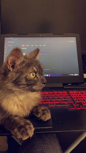 I am selling my persian cat