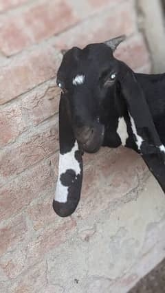 Healthy active female goat age 8 month achi nasal ki h. 03224559397