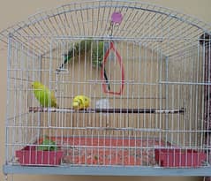 Australian Parrots 2 Pairs with steel Cage