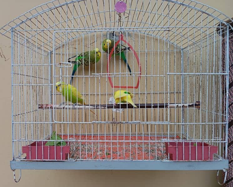 Australian Parrots 2 Pairs with steel Cage 1