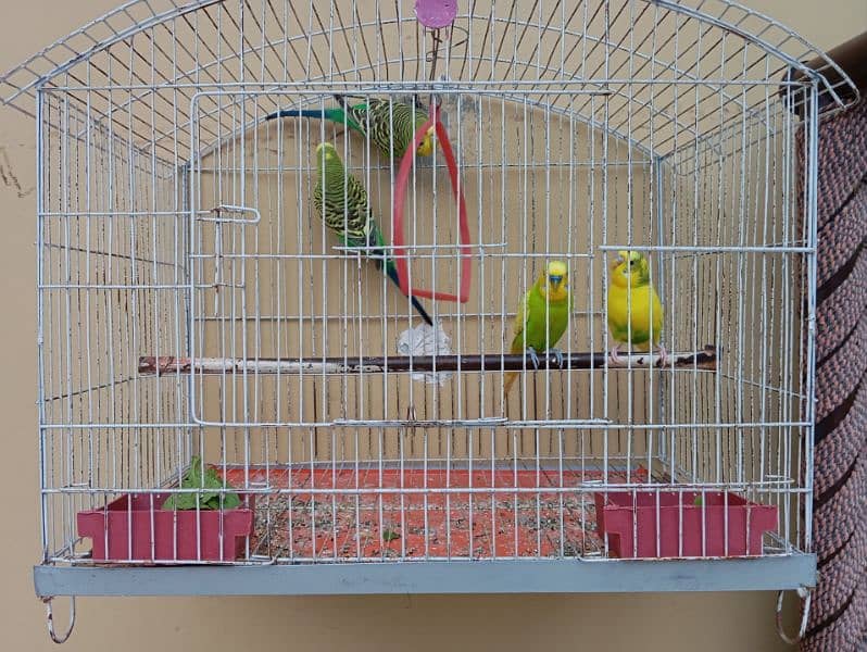 Australian Parrots 2 Pairs with steel Cage 2