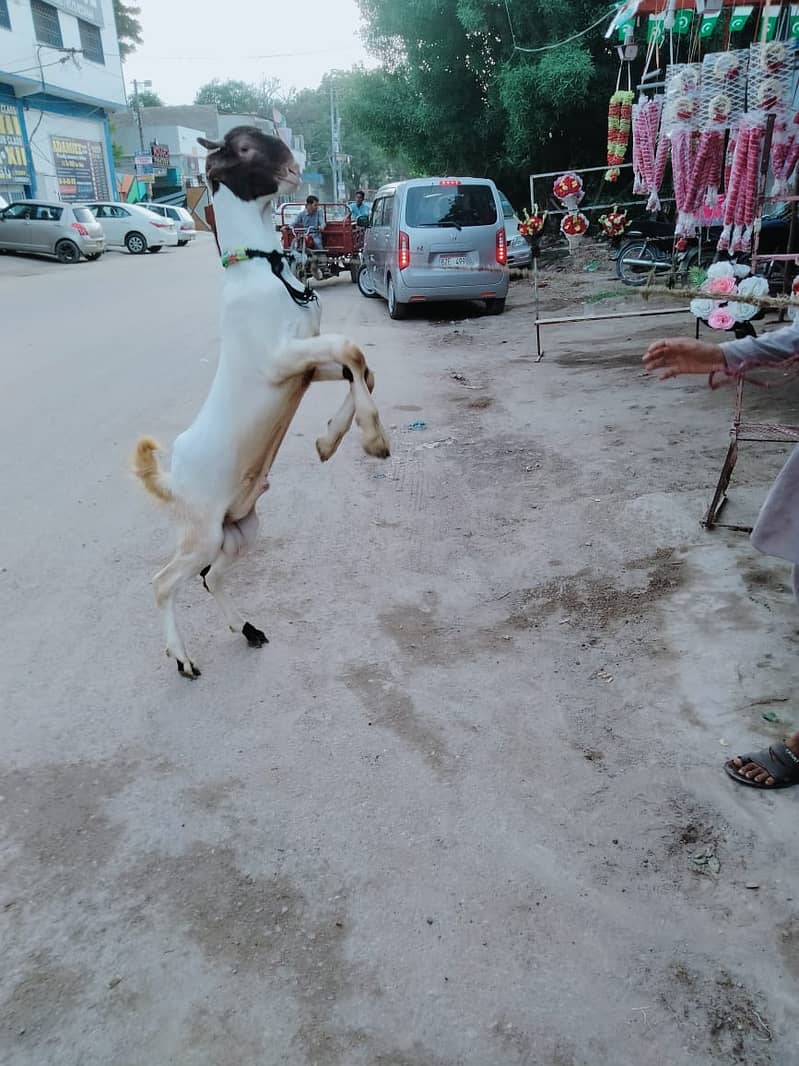 Pure Kamori Nasal Breader Bakra OR Bakri| Kajlay | Dumba Pair | Nasli 1