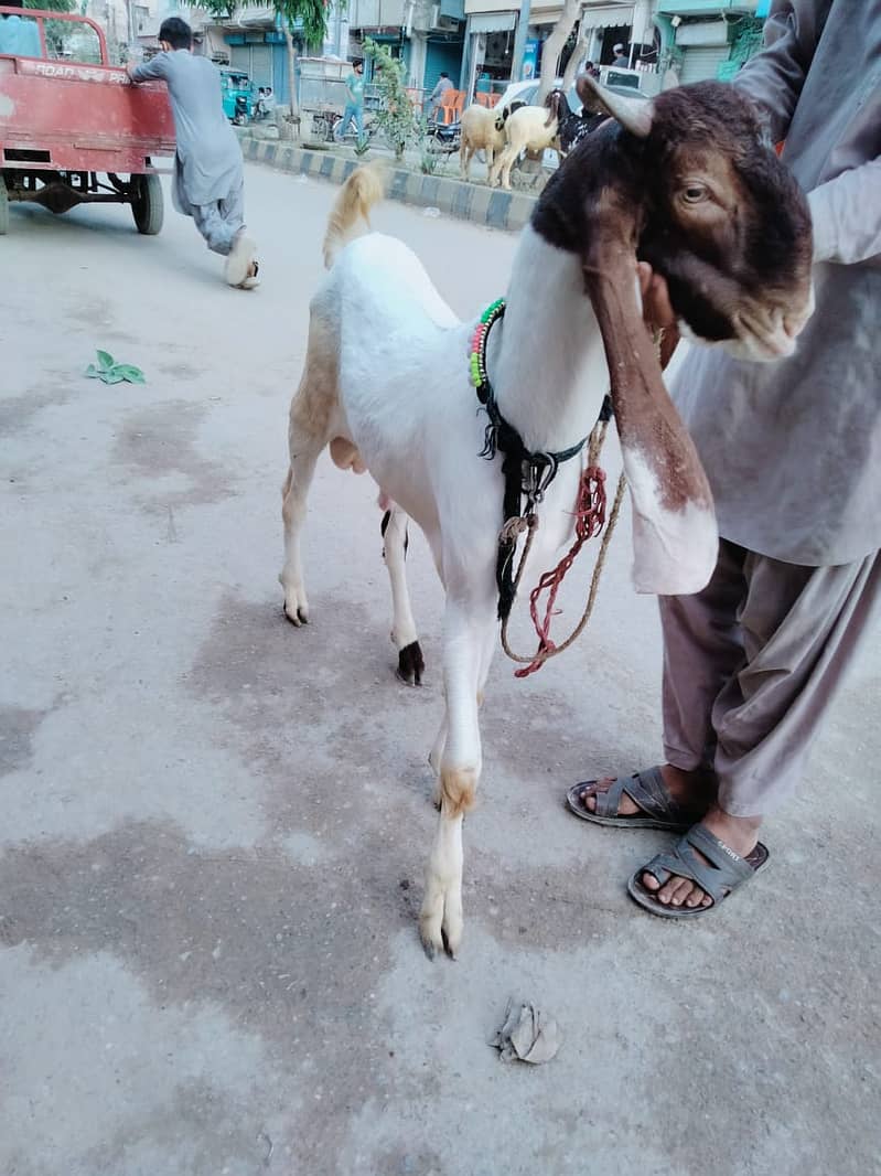 Pure Kamori Nasal Breader Bakra OR Bakri| Kajlay | Dumba Pair | Nasli 5