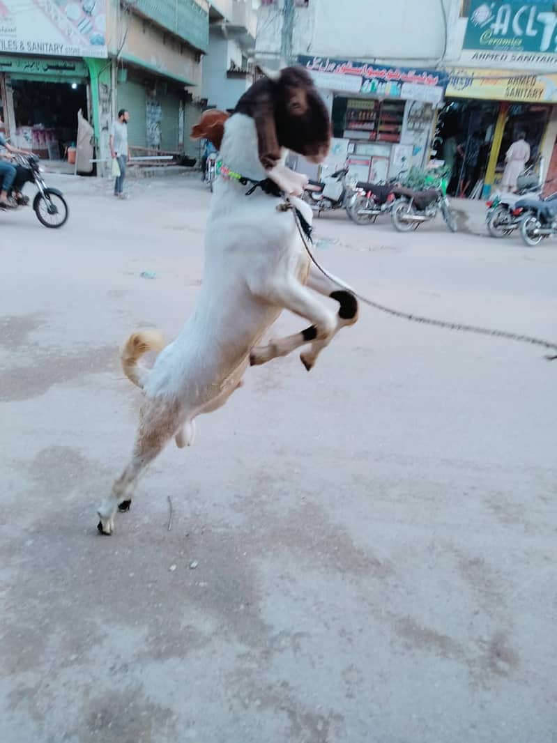 Pure Kamori Nasal Breader Bakra OR Bakri| Kajlay | Dumba Pair | Nasli 2