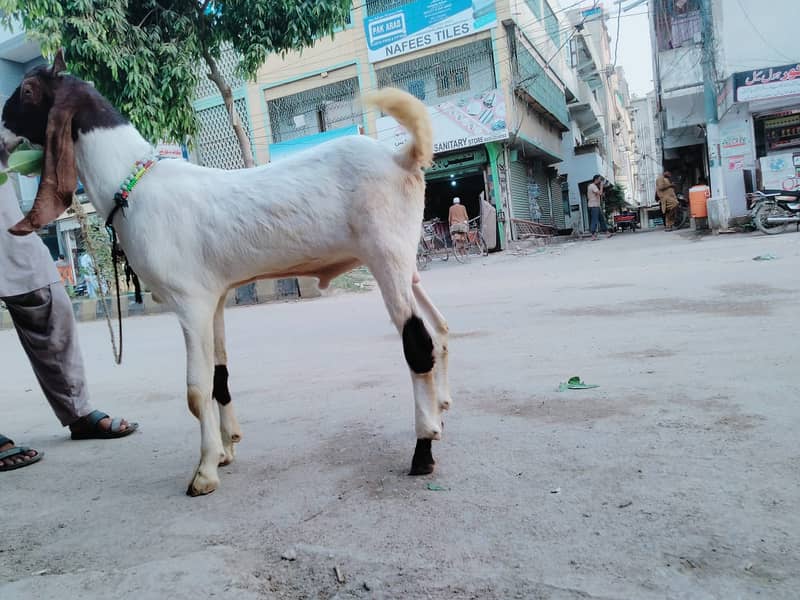 Pure Kamori Nasal Breader Bakra OR Bakri| Kajlay | Dumba Pair | Nasli 3