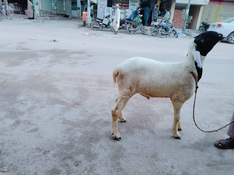 Pure Kamori Nasal Breader Bakra OR Bakri| Kajlay | Dumba Pair | Nasli 11