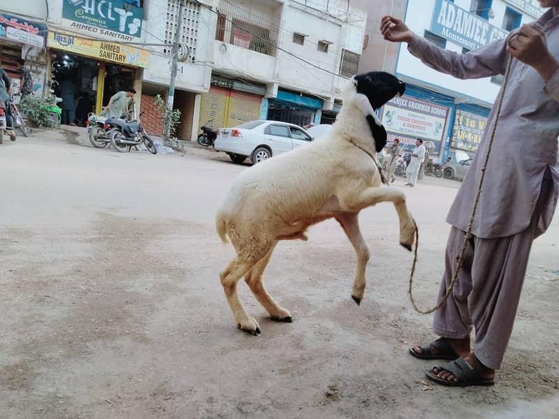 Pure Kamori Nasal Breader Bakra OR Bakri| Kajlay | Dumba Pair | Nasli 7