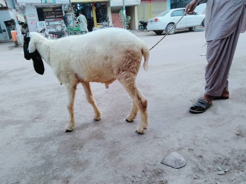 Pure Kamori Nasal Breader Bakra OR Bakri| Kajlay | Dumba Pair | Nasli 8