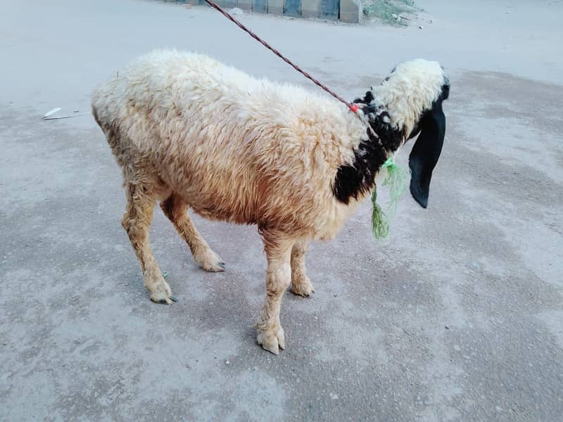 Pure Kamori Nasal Breader Bakra OR Bakri| Kajlay | Dumba Pair | Nasli 9