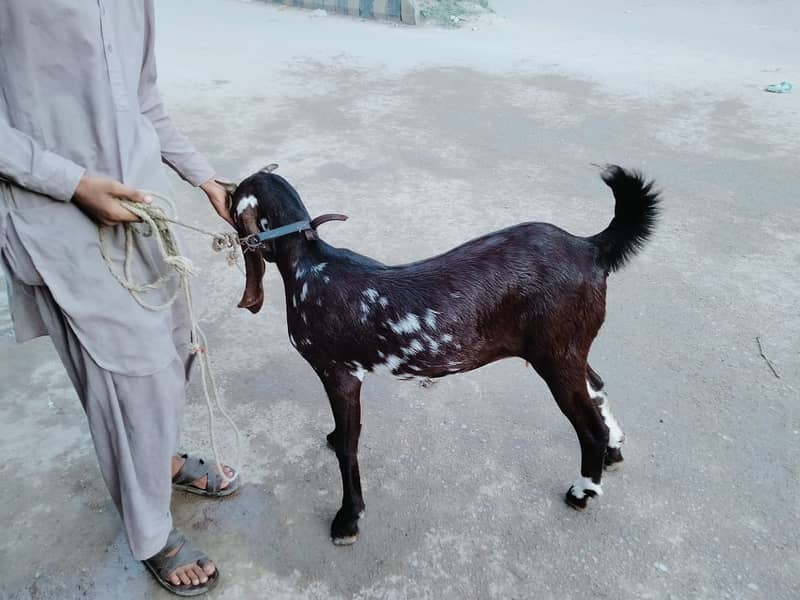 Pure Kamori Nasal Breader Bakra OR Bakri| Kajlay | Dumba Pair | Nasli 14