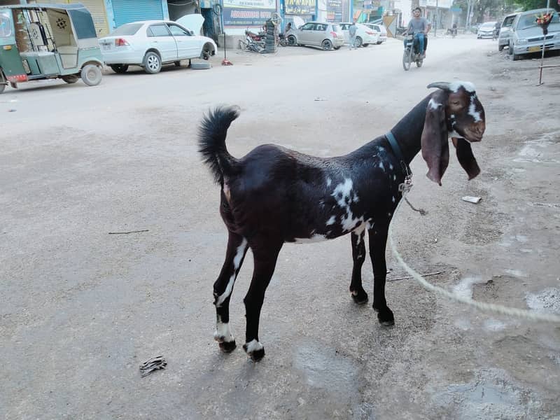 Pure Kamori Nasal Breader Bakra OR Bakri| Kajlay | Dumba Pair | Nasli 16