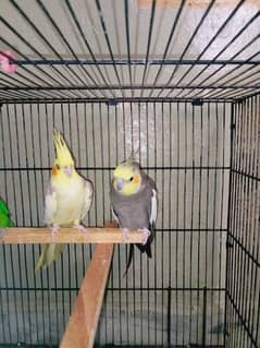 cocktail and love bird pair for sale