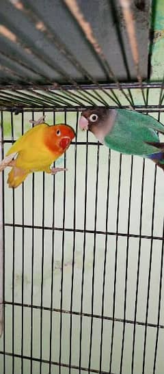 two lovebird breedir pair