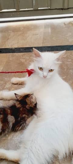 Persian mother cat and kitten  for sale