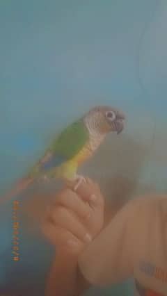 conure