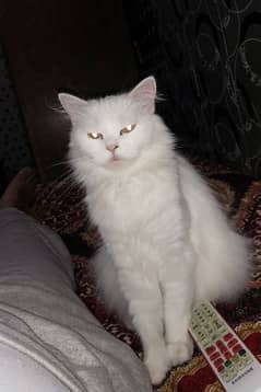 Persian cat