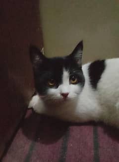 Persion black and white cat, male, 3 years