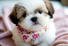 Shihtzu