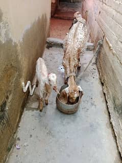 makkhi cheeni Bakri and female kid for sell