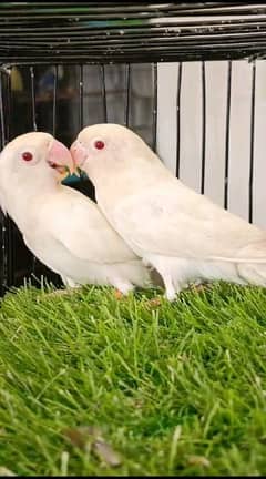 Albino red eyes splits Latino fisher love birds parrots