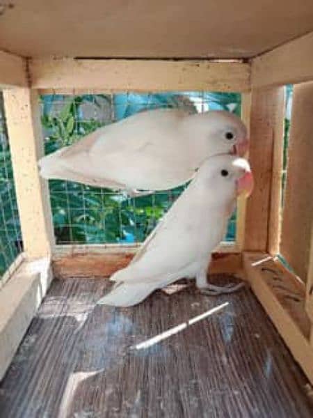 Albino red eyes splits Latino fisher love birds parrots 1