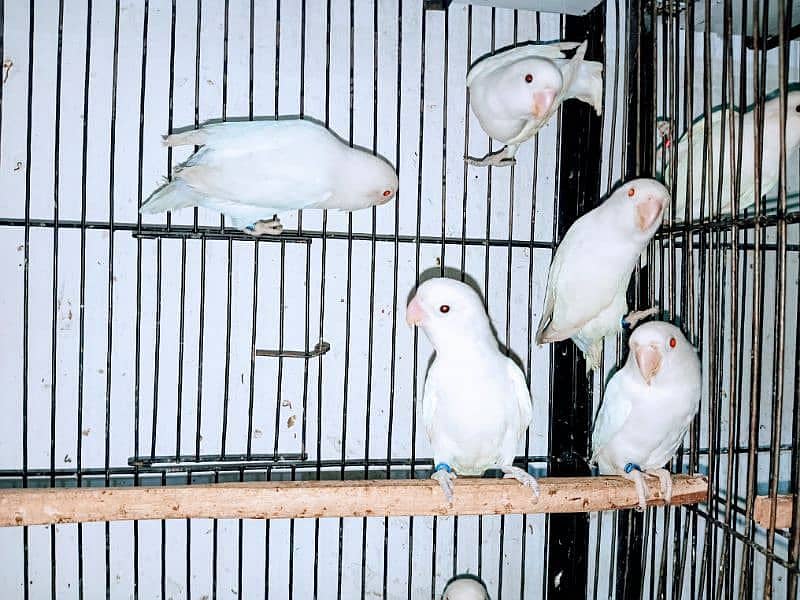 Albino red eyes splits Latino fisher love birds parrots 2