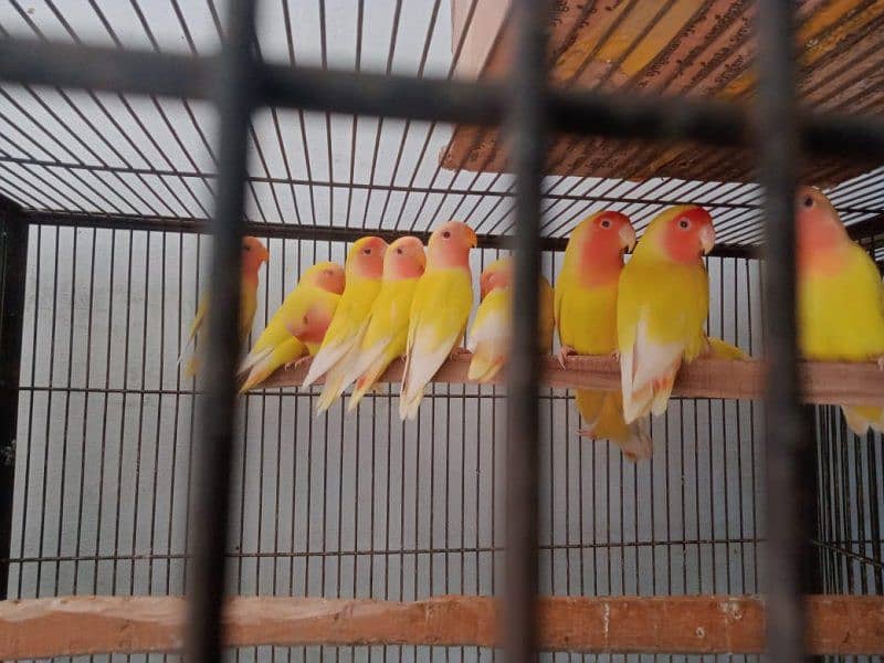 Albino red eyes splits Latino fisher love birds parrots 3