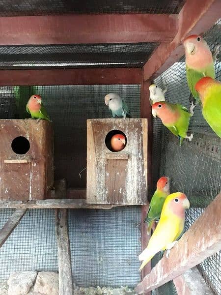 Albino red eyes splits Latino fisher love birds parrots 4