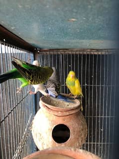 budgies