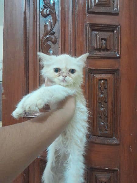 Punch face persian cats 5