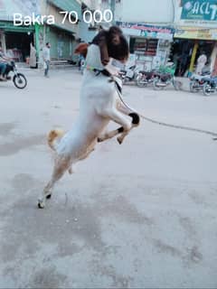 Pure Kamori Nasal Breader Bakra OR Bakri| Kajlay | Dumba Pair | Nasli