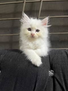 | Triple Coated | White Persian Kitten