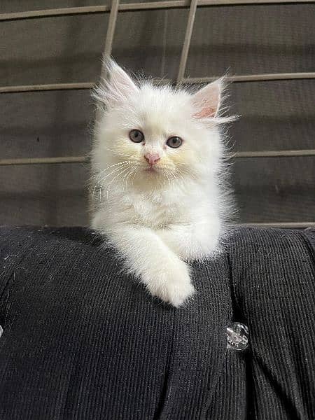 | Triple Coated | White Persian Kitten 0