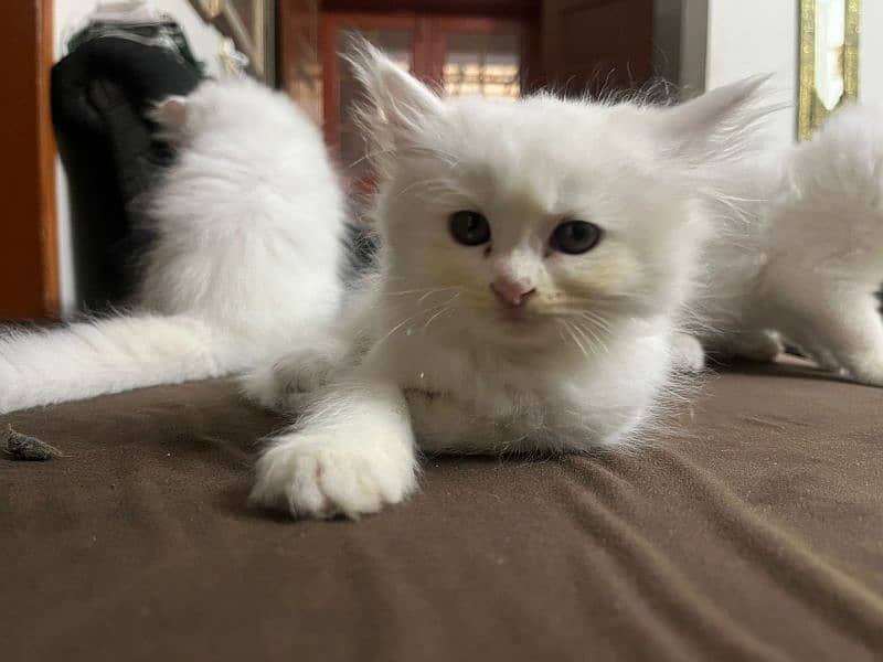 | Triple Coated | White Persian Kitten 1